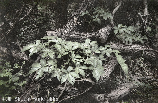 Fine photographic print of the Great Trinity Forest by Jill Skupin Burkholder, at Sun to Moon Gallery