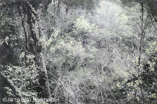 Fine photographic print of the Great Trinity Forest by Jill Skupin Burkholder, at Sun to Moon Gallery