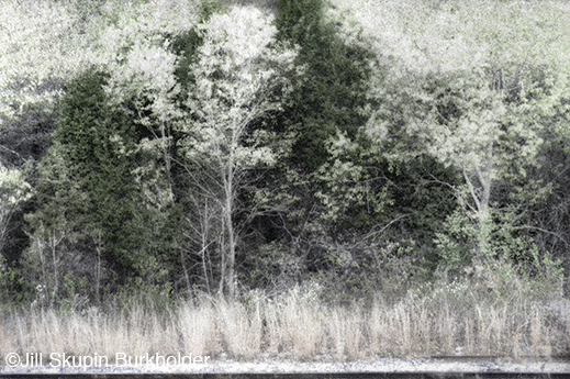 Fine photographic print of the Great Trinity Forest by Jill Skupin Burkholder, at Sun to Moon Gallery