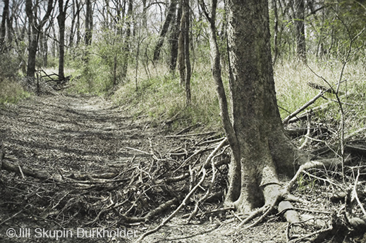 Fine photographic print of the Great Trinity Forest by Jill Skupin Burkholder, at Sun to Moon Gallery