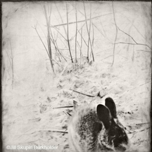 Encaustic wax and archival print from trail camera photo by Jill SKupin Burkholder, at Sun to Moon Gallery