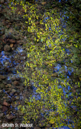 &copy;Keith S. Walket photo