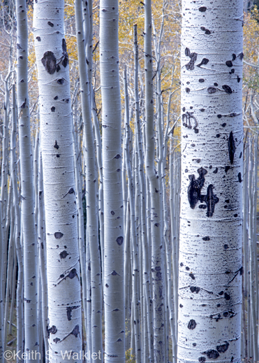 A fine photographic print by Keith S. Walklet, at Sun to Moon Gallery, Dallas, TX
