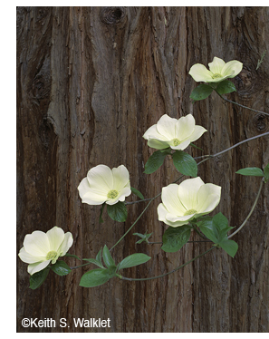 Dogwoods photograph by Keith S. Walklet, at Sun to Moon Gallery, Dallas, TX