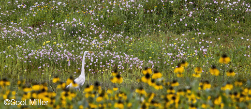 Fine photographic print of Egret and wildflowers in Dallas Gret Trinity Forest by Scot Miller, at Sun to Moon Gallery, Dallas, TX