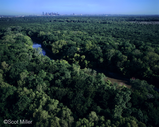 Great Trinity Forest fine print by Scot Miller, at Sun to Moon Gallery