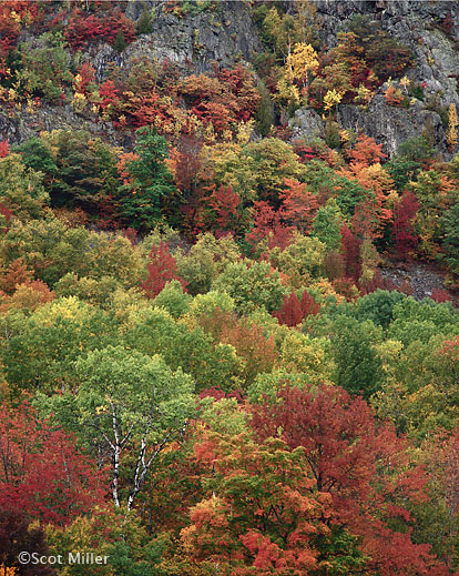 Maine Woods photograph by Scot Miller, at Sun to Moon Gallery, www.suntomoon.com