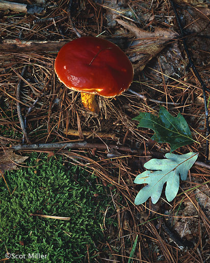 ine photogrrint from Walden by Scot Miller, at Sun to Moon Gallery 