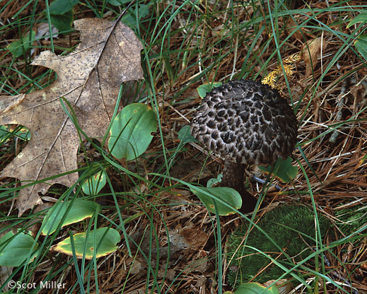 ine photogrrint from Walden by Scot Miller, at Sun to Moon Gallery 