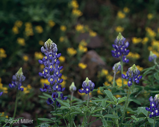 Fine bluebonnets print by Scot Miller, Sun to Moon Gallery