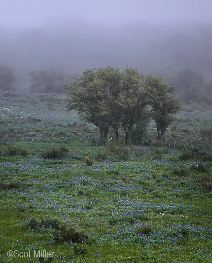 Fine bluebonnets print by Scot Miller at Sun to Moon Gallery