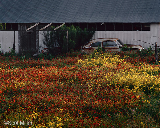 Fine wildflowers print by Scot Miller, Sun to Moon Gallery