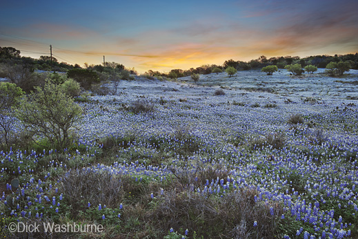 Bluebonnets fine print by Dick Washburrne at Sun to Moon Gallery