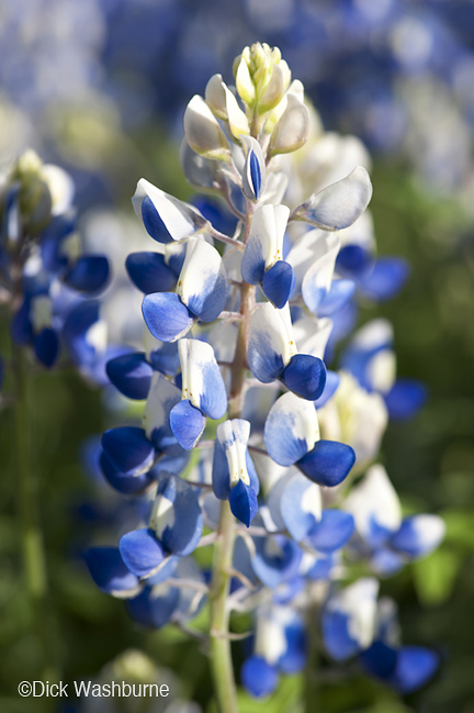 Bluebonnet fine photographic print by Dick Washburne