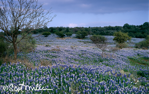 Texas Hill Country bluebonnets by Scot Miller, Sun to Moon Gallery