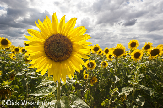 Fine photographic Print by Dick Washburne, at Sun to Moon Gallery