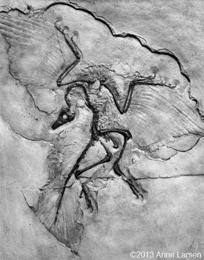 Gelatin Silver Print by Anne Larsen, at Sun to Moon Gallery, Dallas, TX 