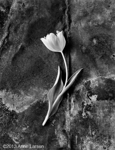 Gelatin Silver Print by Anne Larsen, at Sun to Moon Gallery, Dallas, TX 
