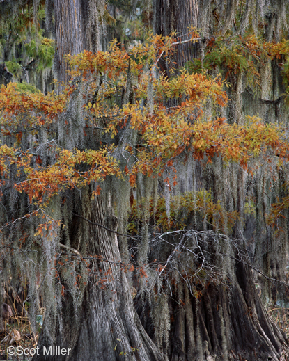 Fine photographic print of Caddo Lake by Scot Miller, at Sun to Moon Gallery, Dallas, TX – Partial sale proceeds benefit Caddo Lake Institute 