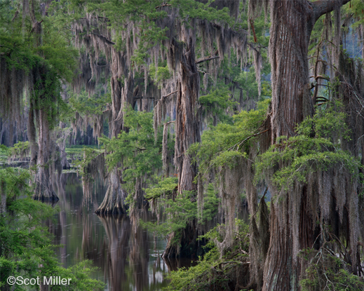 Fine photographic print of Caddo Lake by Scot Miller, at Sun to Moon Gallery, Dallas, TX – Partial sale proceeds benefit Caddo Lake Institute 