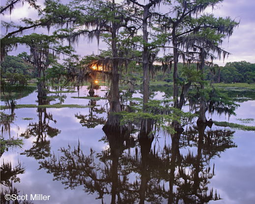 Fine photographic print of Caddo Lake by Scot Miller, at Sun to Moon Gallery, Dallas, TX – Partial sale proceeds benefit Caddo Lake Institute 