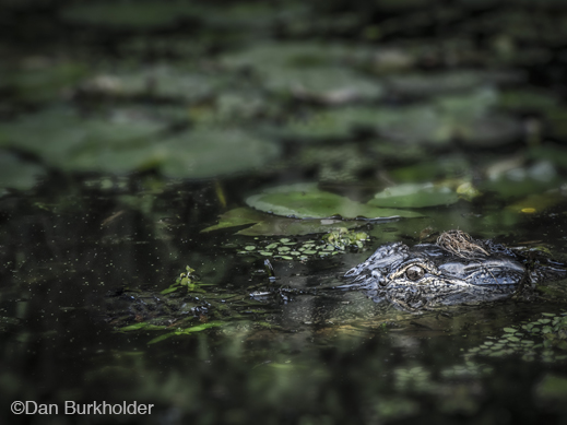 Fine photographic print of Caddo Lake by Dan Burkholder, at Sun to Moon Gallery, Dallas, TX – Partial sale proceeds benefit Caddo Lake Institute 