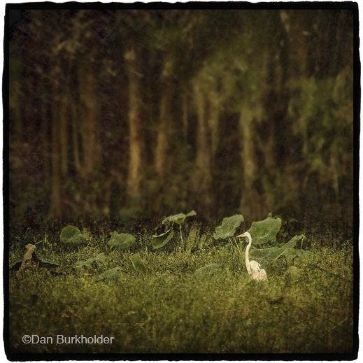 Fine photographic print of Caddo Lake by Dan Burkholder, at Sun to Moon Gallery, Dallas, TX – Partial sale proceeds benefit Caddo Lake Institute 