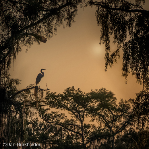 Fine photographic print of Caddo Lake by Dan Burkholder, at Sun to Moon Gallery, Dallas, TX – Partial sale proceeds benefit Caddo Lake Institute 