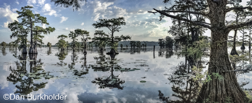 Fine photographic print of Caddo Lake by Dan Burkholder, at Sun to Moon Gallery, Dallas, TX – Partial sale proceeds benefit Caddo Lake Institute 