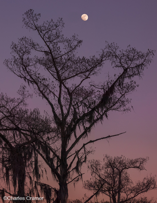 Fine photographic print of Caddo Lake by Charles Cramer, at Sun to Moon Gallery, Dallas, TX – Partial sale proceeds benefit Caddo Lake Institute 