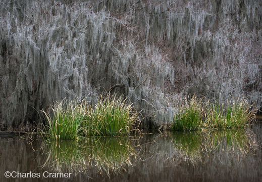 Fine photographic print of Caddo Lake by Charles Cramer, at Sun to Moon Gallery, Dallas, TX – Partial sale proceeds benefit Caddo Lake Institute 