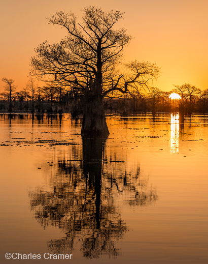 Fine photographic print of Caddo Lake by Charles Cramer, at Sun to Moon Gallery, Dallas, TX – Partial sale proceeds benefit Caddo Lake Institute 