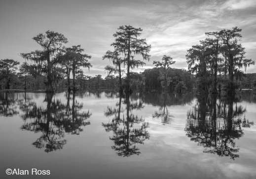 Fine photographic print of Caddo Lake by Alan Ross, at Sun to Moon Gallery, Dallas, TX – Partial sale proceeds benefit Caddo Lake Institute 