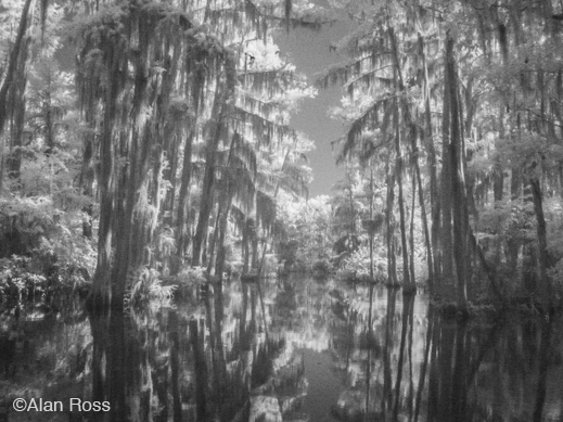Fine photographic print of Caddo Lake by Alan Ross, at Sun to Moon Gallery, Dallas, TX – Partial sale proceeds benefit Caddo Lake Institute 