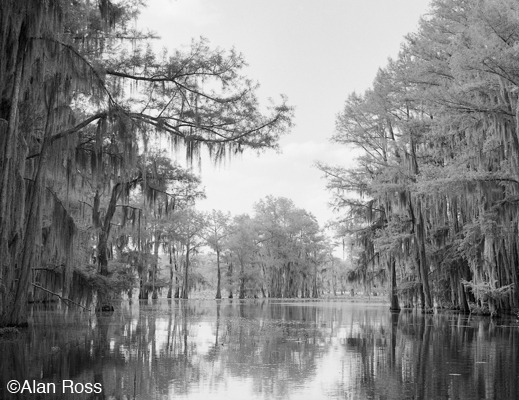 Fine photographic print of Caddo Lake by Alan Ross, at Sun to Moon Gallery, Dallas, TX – Partial sale proceeds benefit Caddo Lake Institute 