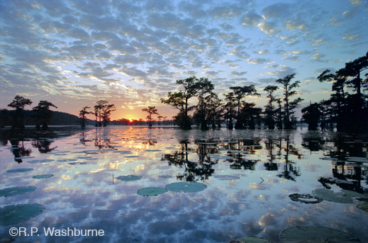 Fine photographic print of Caddo Lake by R.P. Washburne, at Sun to Moon Gallery, Dallas, TX – Partial sale proceeds benefit Caddo Lake Institute 