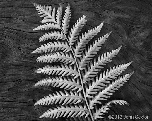 Gelatin Silver Print by John Sexton, at Sun to Moon Gallery, Dallas, TX 