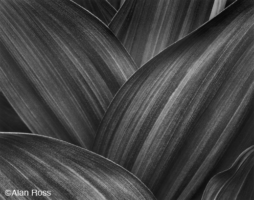 Fine Gelatin Silver Print by Alan Ross, at Sun to Moon Gallery, Dallas, TX