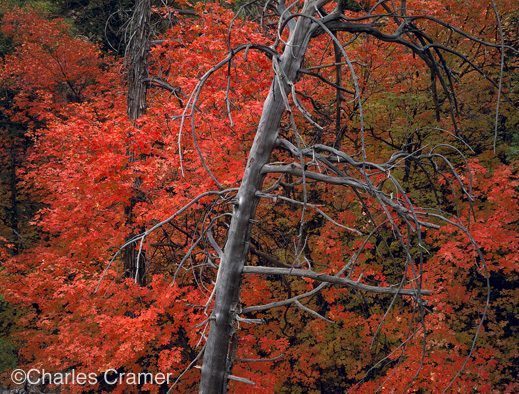 photograph ©Charles Cramer