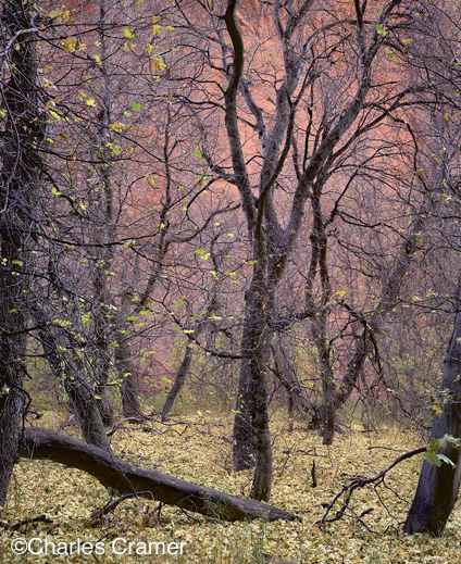 photograph ©Charles Cramer