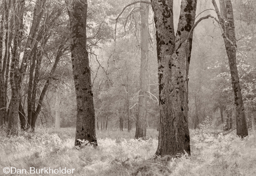 Yosemite platinum/palladium fine print by Dan Burkholder, at Sun to Moon Gallery, Dallas, TX