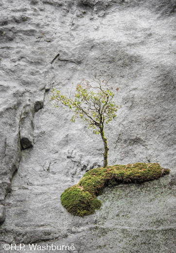 Yosemite fine photographic print by R.P. Washburne, at Sun to Moon Gallery