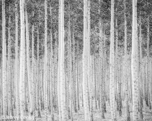 Gelatin Silver Print by Jeffrey Conley, available at Sun to Moon Gallery