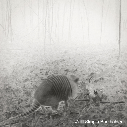 Fine photographic encaustic print by Jill Skupin Burkholder, at Sun to Moon Gallery