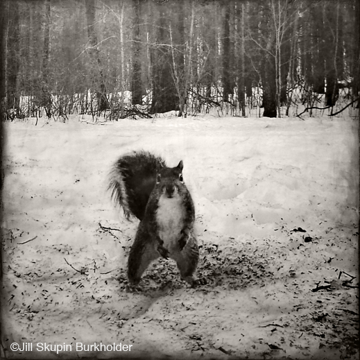 Encaustic wax and archival print from trail camera photo by Jill SKupin Burkholder, at Sun to Moon Gallery