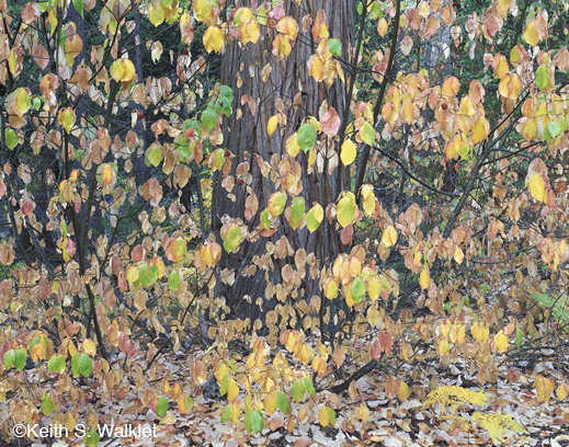 Photograph by Keith S. Walklet at Sun to Moon Gallery