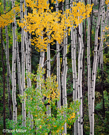 Fine photographic print by Scot Miller, at Sun to Moon Gallery, Dallas, TX 