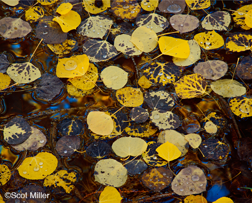 Fine photographic print by Scot Miller, at Sun to Moon Gallery, Dallas, TX 