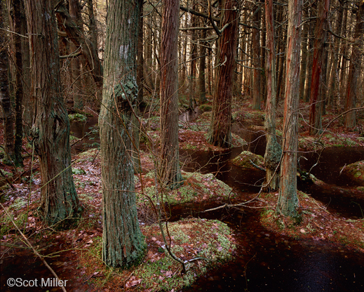 Archival Pigment Print by Scot Miller, at Sun to Moon Gallery 
