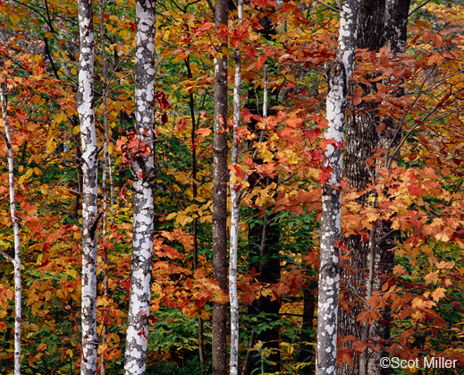 Fine photographic print by Scot Miller, at Sun to Moon gallery, Dallas, TX